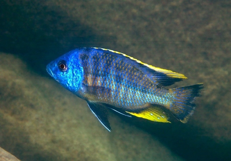 Protomelas sp. 'spilonotus likoma' Maingano Island